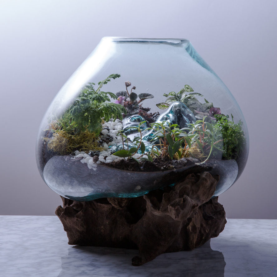 JIVA BOWLS - 35cm - Glass vase / Terrarium / Fish tank / Mini Home Garden / Vivarium - Sculptree